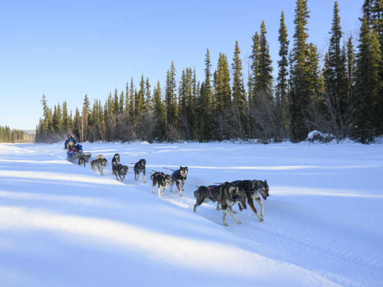 dogsledding