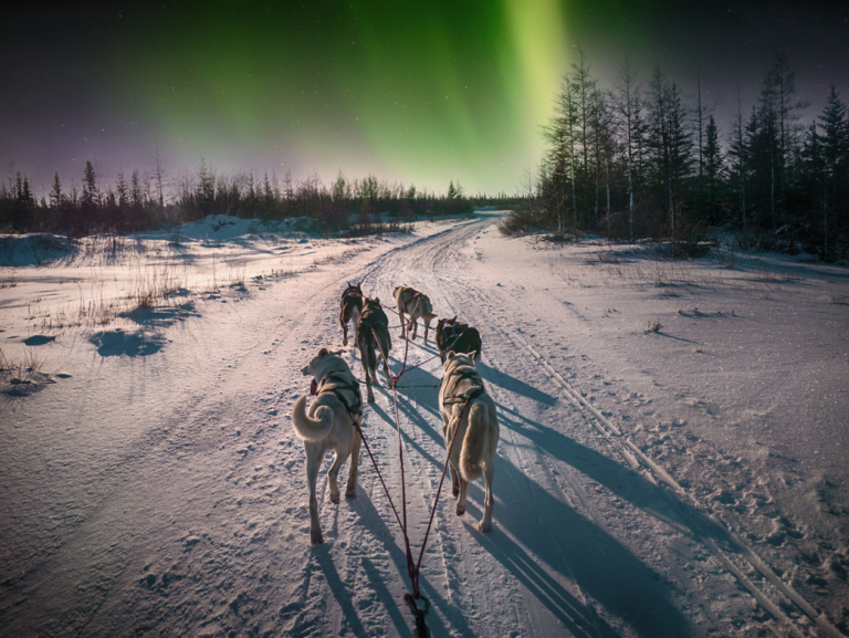 dogsledding and northern lights