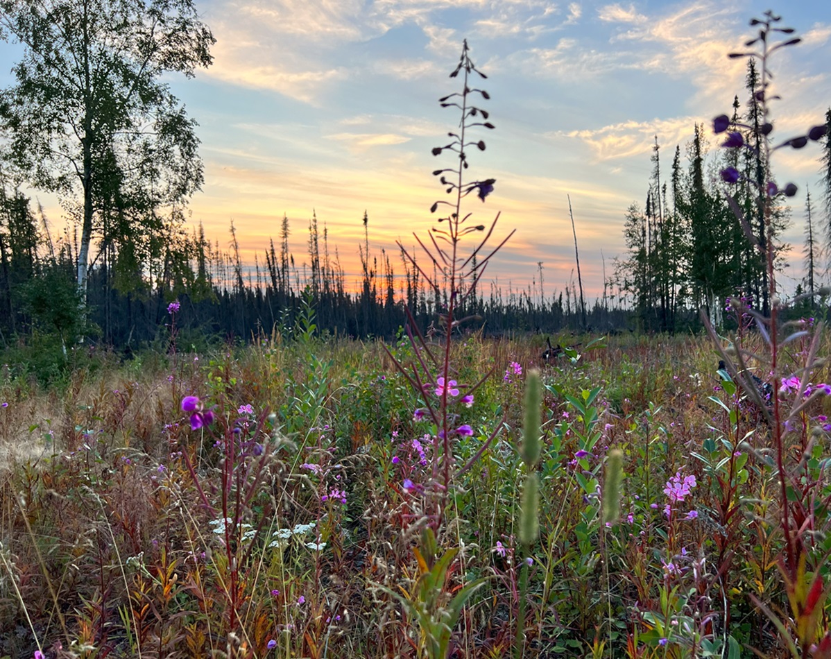 fireweed