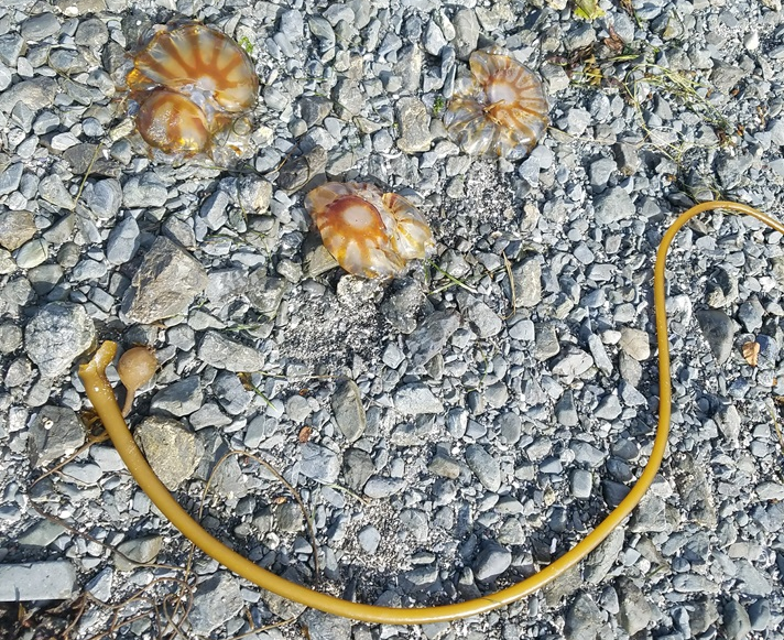 jellyfish smiles