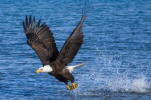 Kenai Peninsula bird watching surrounded by Alaska wilderness
