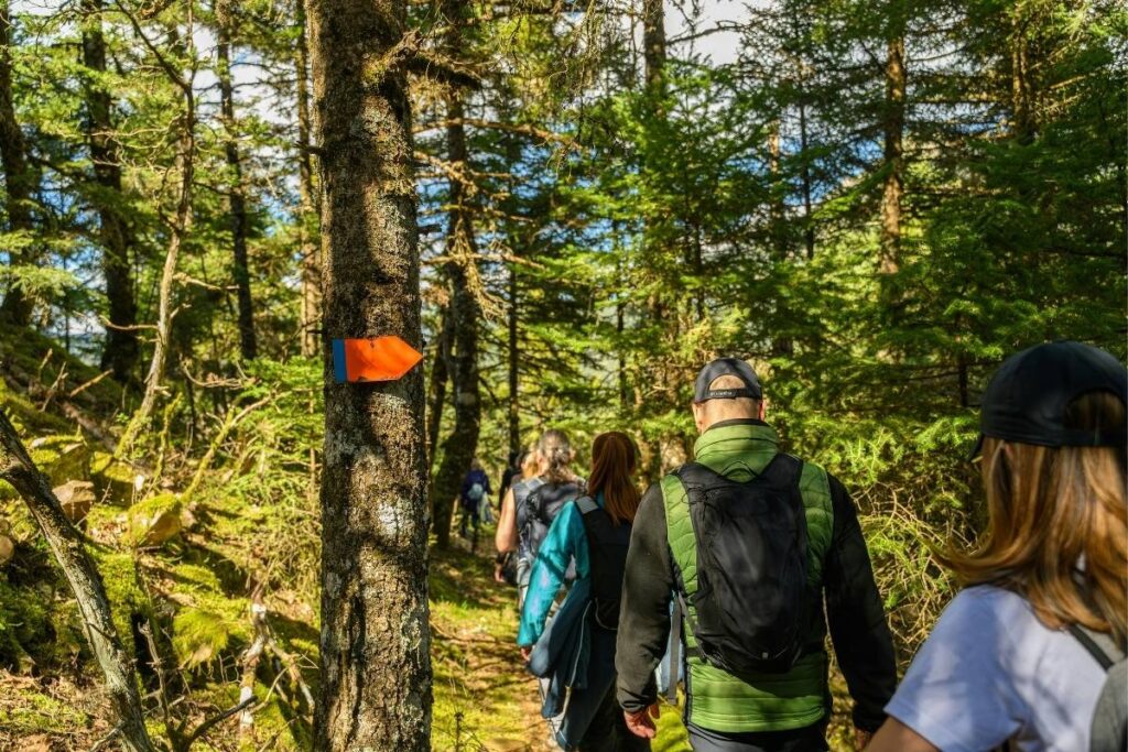 Forest hiking trail on the Kenai Peninsula in Alaska