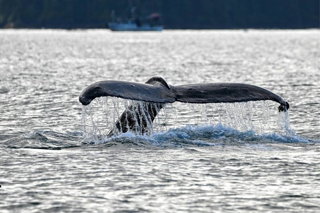 Kayaking near Alaska wildlife on the Kenai Peninsula